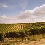 Il 18 settembre Montalcino (SI) ospita il "Premio Casato Prime Donne"