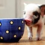 Da maialino a maiale. Un beffa per Victoria Beckham