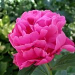 La peonia: un fiore contro i tumori