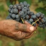 Piemonte: Piacere, Barbaresco 2010