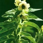 Benessere, salute e cucina: la Valle d'Aosta e le sue erbe