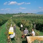 Vino: Vendemmia 2013, gli enologi "Non può che essere favorevole"