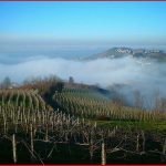 Scandalo (o routine) di vino taroccato:  Bonarda e Barbera Pavese