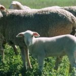 Continua la protesta dei pastori sardi: "Senza la pastorizia la Sardegna muore"