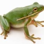 Dalla pelle delle rane, super-antibiotici contro super-batteri