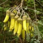 Huaimi: dalla Cina, il fiore per colorare gli alimenti in maniera sana e naturale