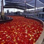 Pomodoro, Confagricoltura: "Galan riconosce la crisi come una priorità nazionale"