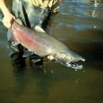 Pesce: si agli antiossidanti, ma attenzione al mercurio