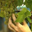 Piemonte, ottime prospettive per il vino di Alessandria ed Asti