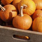 La Zucca protagonista a Piozzo (CN)