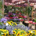 Ricerca: Biotecnologie per il commercio di fiori