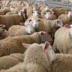 Giunta Nazionale Cia: "Pomodoro e latte ovino hanno prezzi miseri"