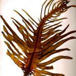 Mangiare alghe, perdere peso