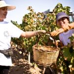 Vino: Coldiretti Emilia Romagna, "mezze stagioni più qualità"