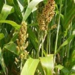 Nella crusca del sorgo più antiossidanti che in mirtilli e melograni