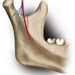 Nella polpa dei denti del giudizio una nuova fonte di cellule staminali