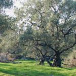 Buone nuove in Liguria. Rinasce l'olio Cru Morga
