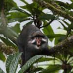 AIDS: l'antenato di HIV più vecchio del previsto