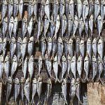 Garda (VR) - Concluso con successo il Convegno - Il pesce d'acqua dolce: la tradizione da rilanciare nella ristorazione