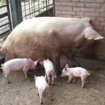Reggio Emilia: Po(r)co guadagno per gli allevatori italiani di suini