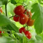 Canada. Paschal Miche ed il suo "vino" al pomodoro