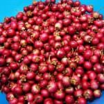 Mirtilli rossi per prevenire le infezioni delle vie urinarie