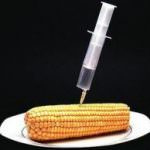 Ogm in Friuli: Condannato l'agricoltore Giorgio Fidenato