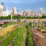 Fao: "L'orticoltura urbana offre una via d'uscita alla povertà"