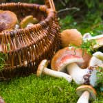 Coldiretti, la pioggia di Poppea ultima chance per funghi e tartufi