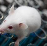 Calvizie: dalla ricerca sui topi, una molecola per la ricrescita dei capelli