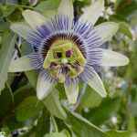 Stop all'ansia con la passiflora