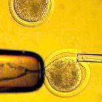 USA. Cellule staminali embrionali, al via i test su volontari umani