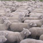 Pastori e agricoltori assediano Cagliari