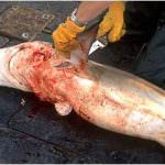 Gli ambientalisti al Parlamento UE: regolamentare la pesca degli squali