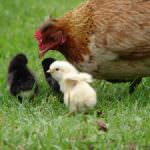 Assegnati i Premi Benessere Animale 2010