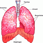 Individuati nei polmoni recettori del gusto sensibili all'amaro