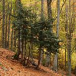 Un farmaco anti cancro dalle cellule staminali dell'albero di tasso