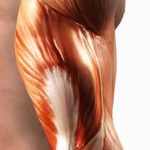 Poca carne: i muscoli ringraziano