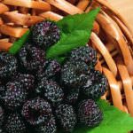 I lamponi riducono il rischio cancro al colon: meno 60%