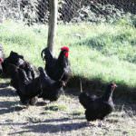 Liguria: il gallo Nero della Val di Vara razzola ancora