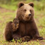 In Trentino si mangia spezzatino d'orso. E gli animalisti protestano