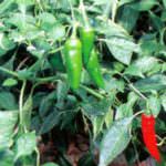 Il peperone di Pontecorvo diventa DOP