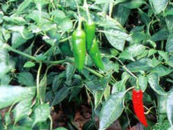 Il peperone di Pontecorvo diventa DOP