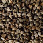 I pizzoccheri sono fatti con grano saraceno, non grano turco o grano del moro