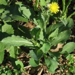 Lo sapevi che... I famosi Sivoni (cicoria selvatica) contengono omega3