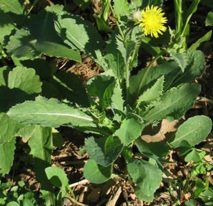 Lo sapevi che… I famosi Sivoni (cicoria selvatica) contengono omega3