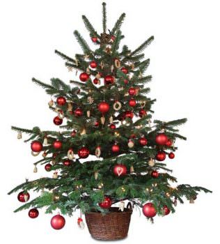 Natale: Gli italiani preferiscono addobbare l’albero “vero”