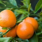 Made in Italy: Invasione di clementine dalla Spagna