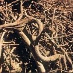 Liquirizia di Calabria,presto la registrazione DOP