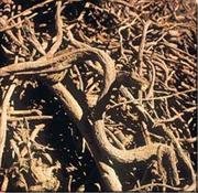 Liquirizia di Calabria,presto la registrazione DOP